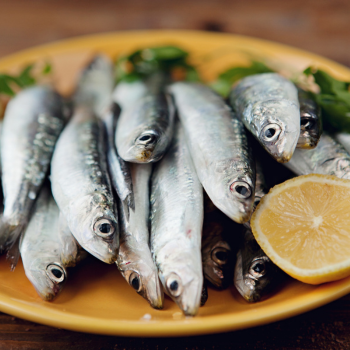 Cuisiner sardines crues au brasero plancha Club Brasero